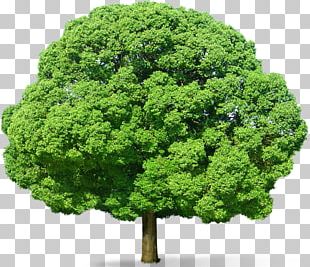 Tree PNG, Clipart, Tree Free PNG Download