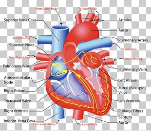 Skeletal Muscle Muscular System Myocyte Human Body PNG, Clipart ...