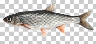 Milkfish Common Carp Herring PNG, Clipart, Animal, Animals, Aquaculture ...