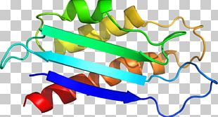 Product Design Line Organism PNG