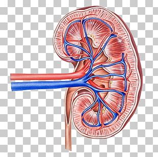 Chronic Kidney Disease Kidney Failure Renal Function PNG, Clipart, Art ...