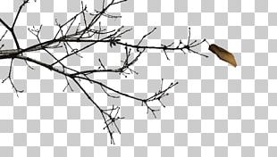 Branch Black And White Twig Drawing PNG, Clipart, Bird, Black And White ...
