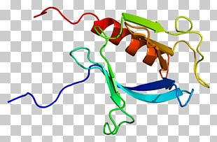 Protein Tertiary Structure Radixin Protein Structure Gene PNG, Clipart ...