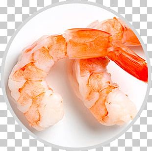 Shrimp PNG, Clipart, Animals, Art, Artwork, Beak, Cartoon Free PNG Download