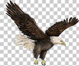 Bald Eagle Buzzard Hawk Vulture PNG, Clipart, Accipitriformes, Animal ...