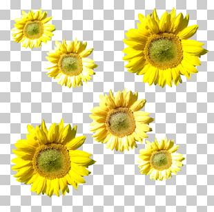 Flowey Undertale sunflower m Smiley , others transparent background PNG  clipart