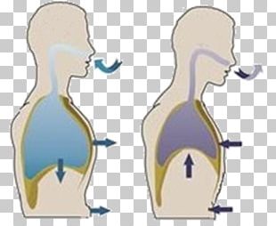 Adem Diaphragmatic Breathing Kokju Ho Mouth PNG, Clipart, Abdomen, Adem ...