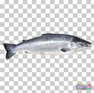 Iridescent Shark Basa Fish Seafood Pangasius Pangasius PNG, Clipart ...