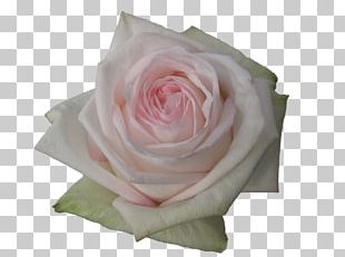 Garden Roses Flower Floristry PNG