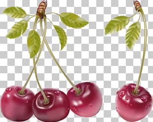 Fruit Cherry PNG