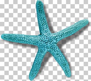 Crown-of-thorns Starfish Sea PNG