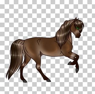 Mare Stallion Mustang Hanoverian Horse Colt PNG