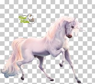 Unicorn Fan Art Mane Legendary Creature PNG