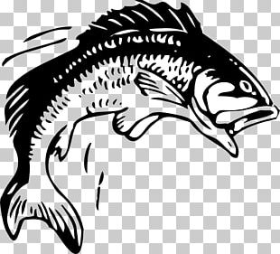 Fishing Free Content Bass PNG