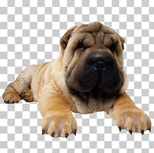 Shar Pei Puppy Bulldog Pug PNG