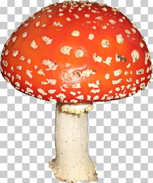 Mushroom Amanita PNG