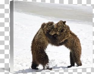 Grizzly Bear Chicago Cubs Grand Teton National Park Professional Wrestling PNG