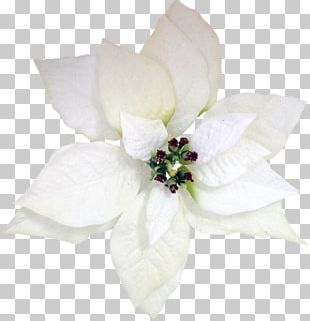 Flower Poinsettia Christmas Petal PNG