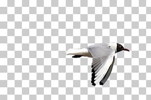 Gulls Bird Goose Flight PNG