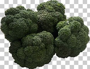 Broccoli PNG