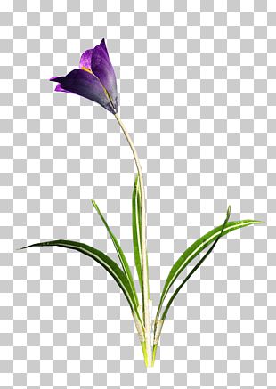 Crocus PNG