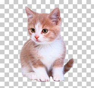 Kitten Cat Puppy Dog Litter Box PNG