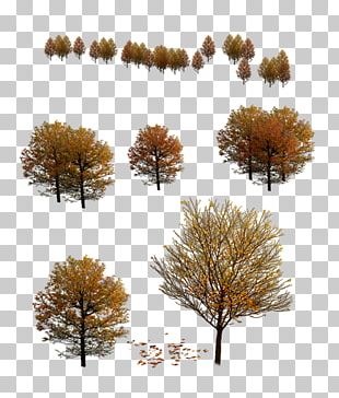 Tree 3D Modeling Autumn PNG