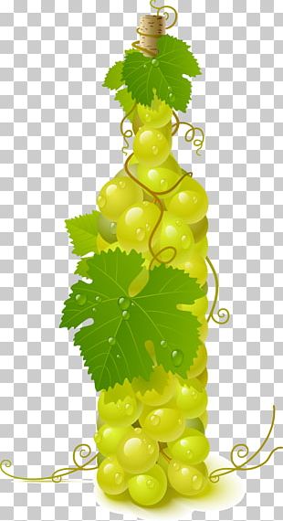 Wine Common Grape Vine PNG