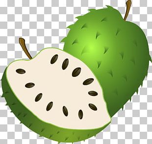 guanabana png images guanabana clipart free download guanabana png images guanabana clipart