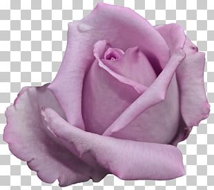 Pressed Flower Craft Garden Roses Artificial Flower Cut Flowers PNG