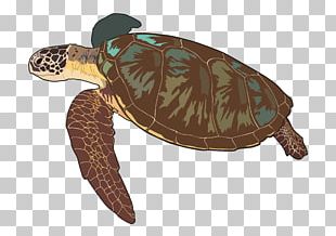 Loggerhead Sea Turtle Hawksbill Sea Turtle Tortoise PNG, Clipart ...