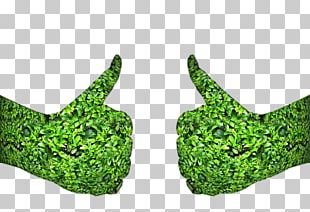 Gardening Alectinib Rose Garden Garden Design PNG