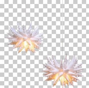Light Fixture Pink M Invertebrate PNG