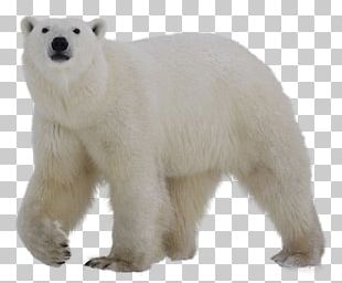 Polar Bear Grizzly Bear PNG, Clipart, Angry, Angry Bear, Animals, Bear ...