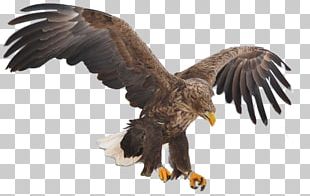 Aguila PNG Images, Aguila Clipart Free Download