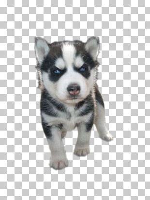 Miniature Siberian Husky Png Images Miniature Siberian Husky Clipart Free Download