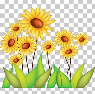 Common Sunflower Drawing PNG