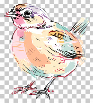 Quail - Sketch Illustration Of A Colorful Bird PNG