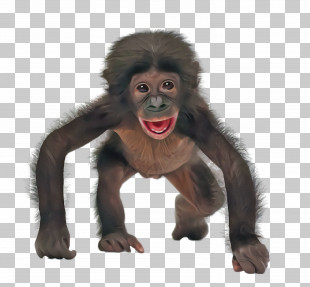 Old World Monkey PNG and Old World Monkey Transparent Clipart Free  Download. - CleanPNG / KissPNG