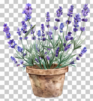 Lavender Flowers - Lavender Potted Plant For Indoor Gardens PNG