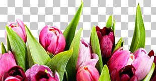 8 March International Women's Day Flower ZieduVeikals.lv Holiday PNG,  Clipart, 8 March, 2017, Bud, Cut