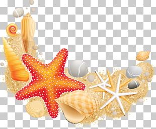 Free: Seashell Mollusc shell Royal Dutch Shell Mermaid Desktop