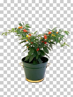 Houseplant Flowerpot PNG