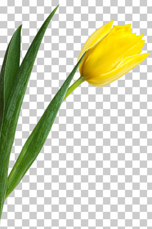 Flower Yellow Tulip Plant Leaf PNG