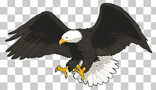 Hummingbird Bald Eagle PNG, Clipart, Animals, Bald Eagle, Beak, Bird ...