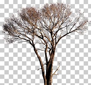 Plane Trees Populus Alba Plant PNG, Clipart, Architecture, Birch ...