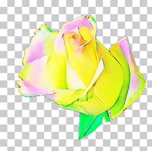 Rainbow Rose Garden Roses Cabbage Rose Petal Cut Flowers PNG