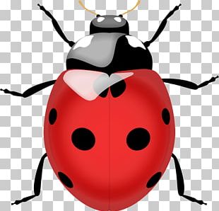 Lady Bug PNGs for Free Download