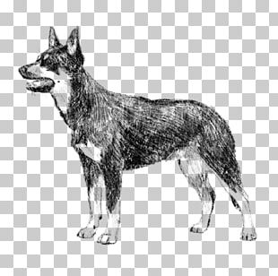 Kunming Wolfdog Czechoslovakian Wolfdog Saarloos Wolfdog Seppala Siberian Sleddog Utonagan PNG