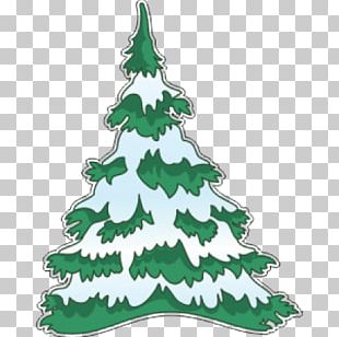 Eastern White Pine Fir Tree PNG, Clipart, Black And White, Branch ...